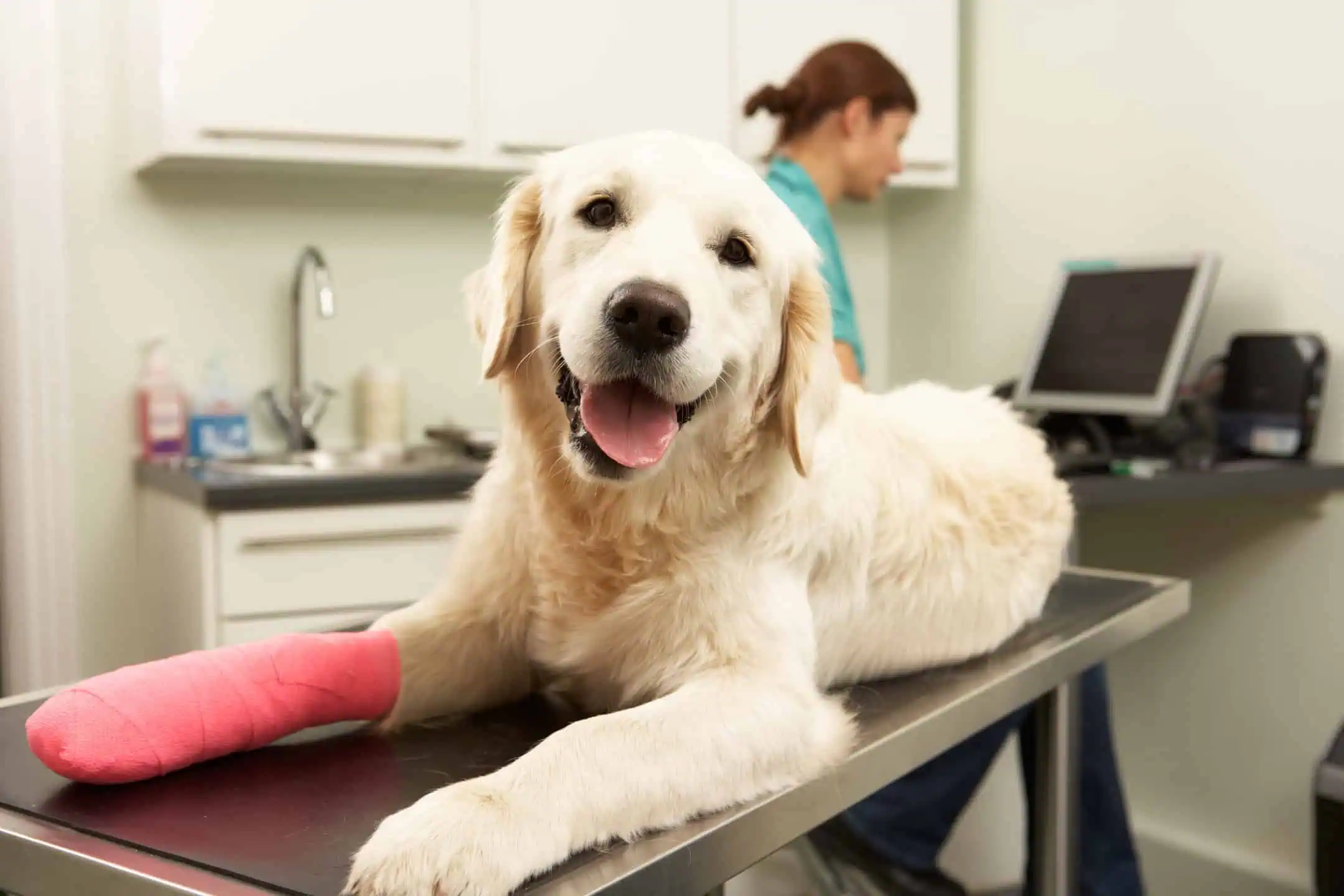 Pet Insurance California